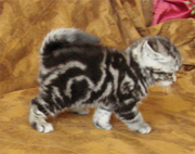 Британские короткошерстные котята великолепных породных качеств